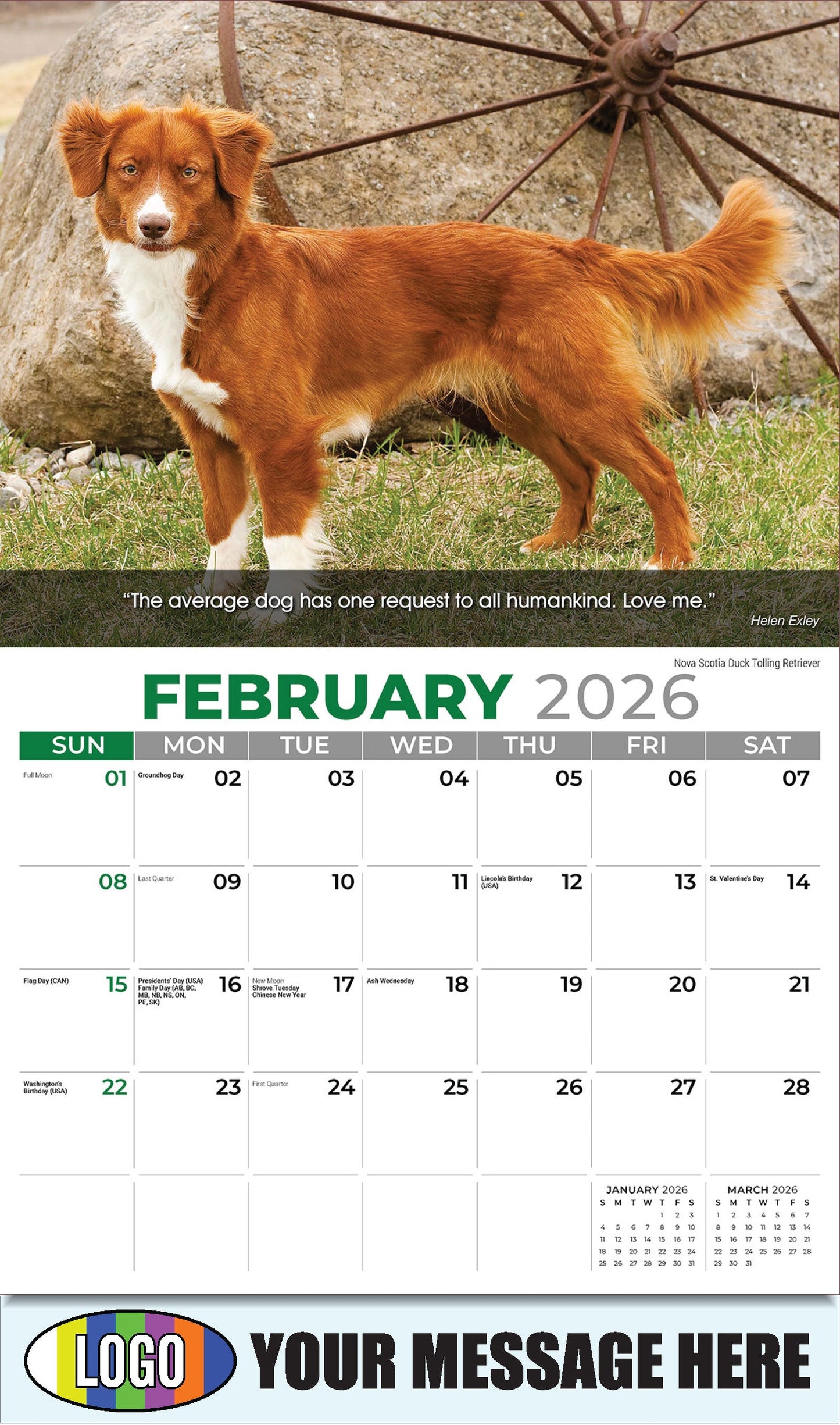 2026 Business Promotional Calendar - Dogs - February - Nova Scotia Duck Tolling Retriever