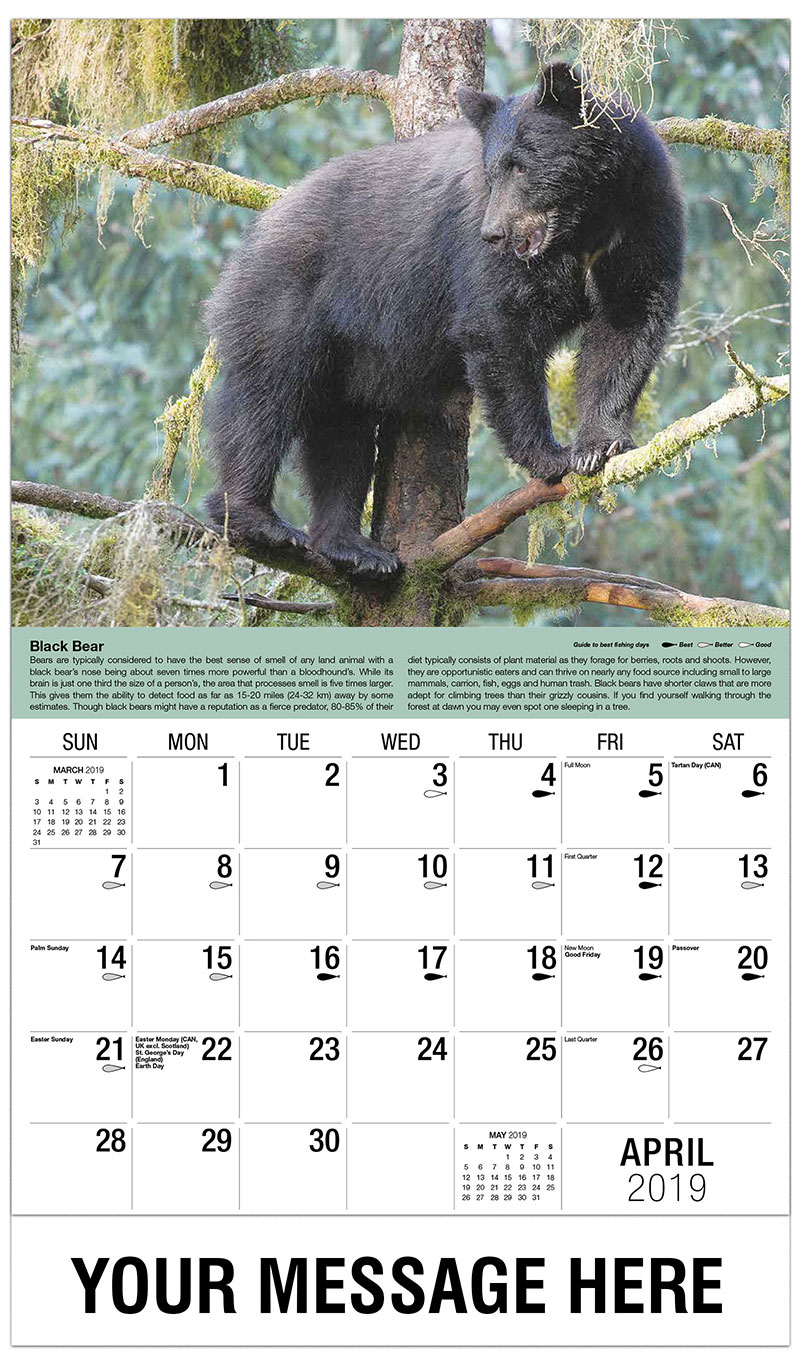 How Far Away Can Bears Smell Food How Far Away Can Bears Smell Food