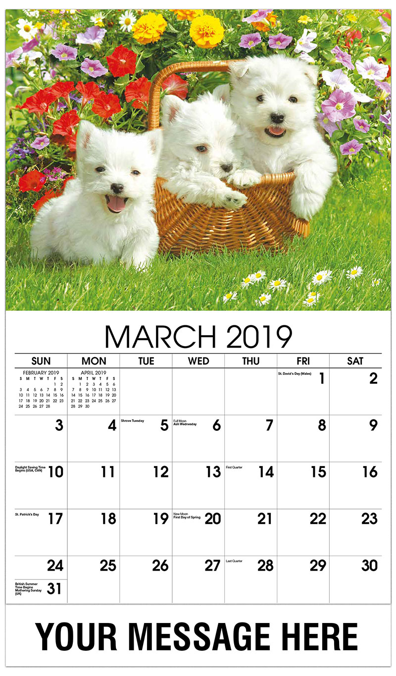 Fresh pet coupons 2019