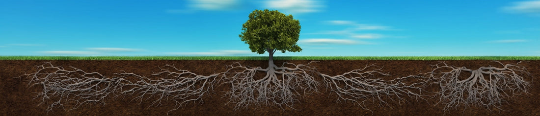 A tree with roots growing underneath it spanning for metres representing growth.