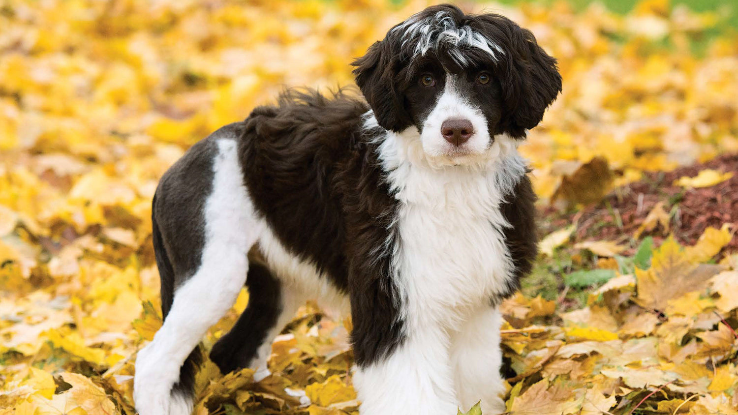 Promotional Pets & Animals Calendars | Animal Wall Calendars