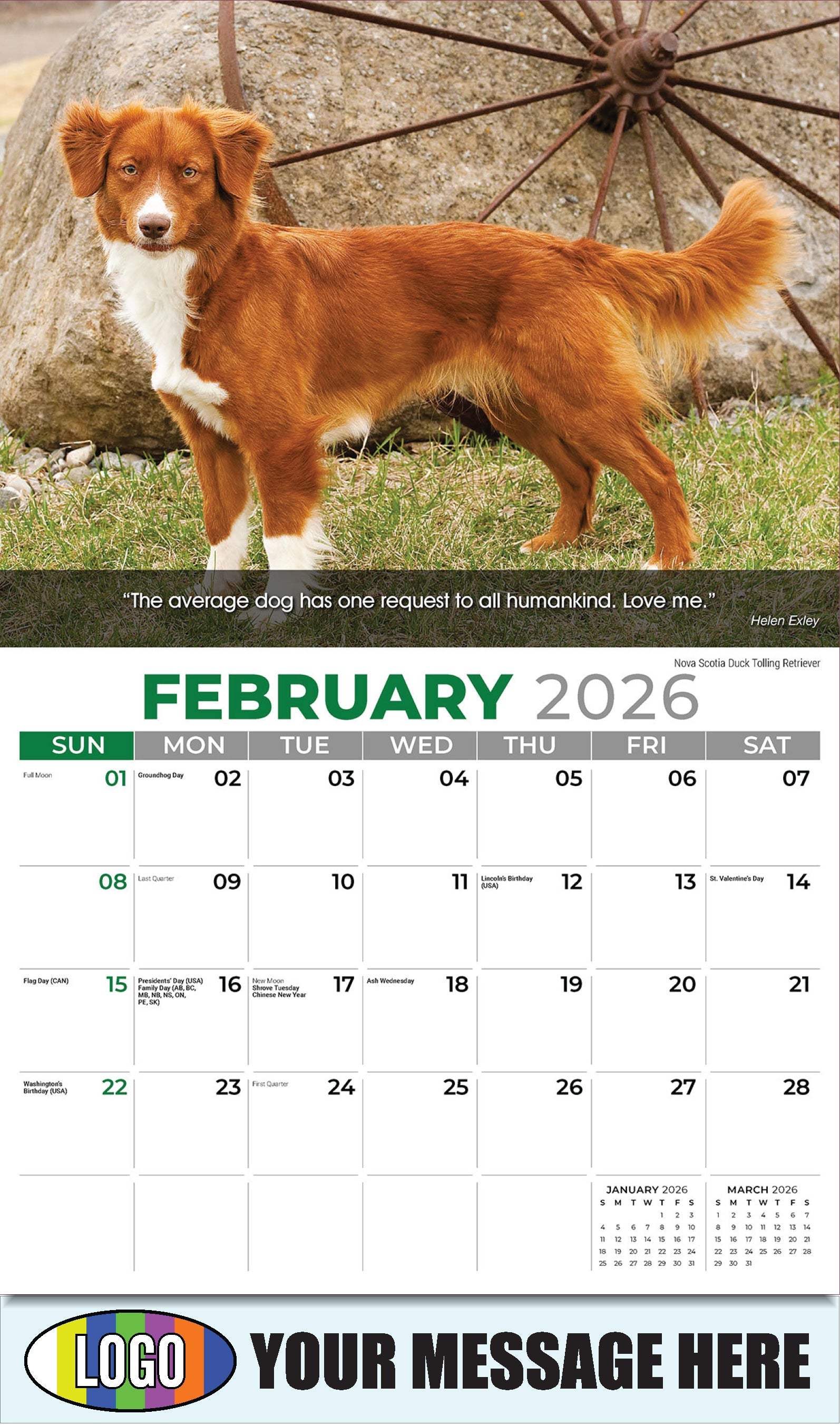 2026 Business Promotional Calendar - Dogs - February - Nova Scotia Duck Tolling Retriever