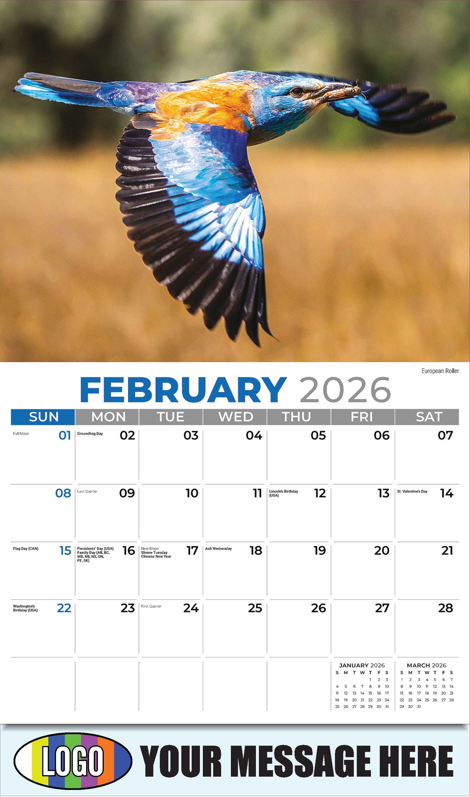 2026 Business Promotional Calendar - International Wildlife - European Roller - February