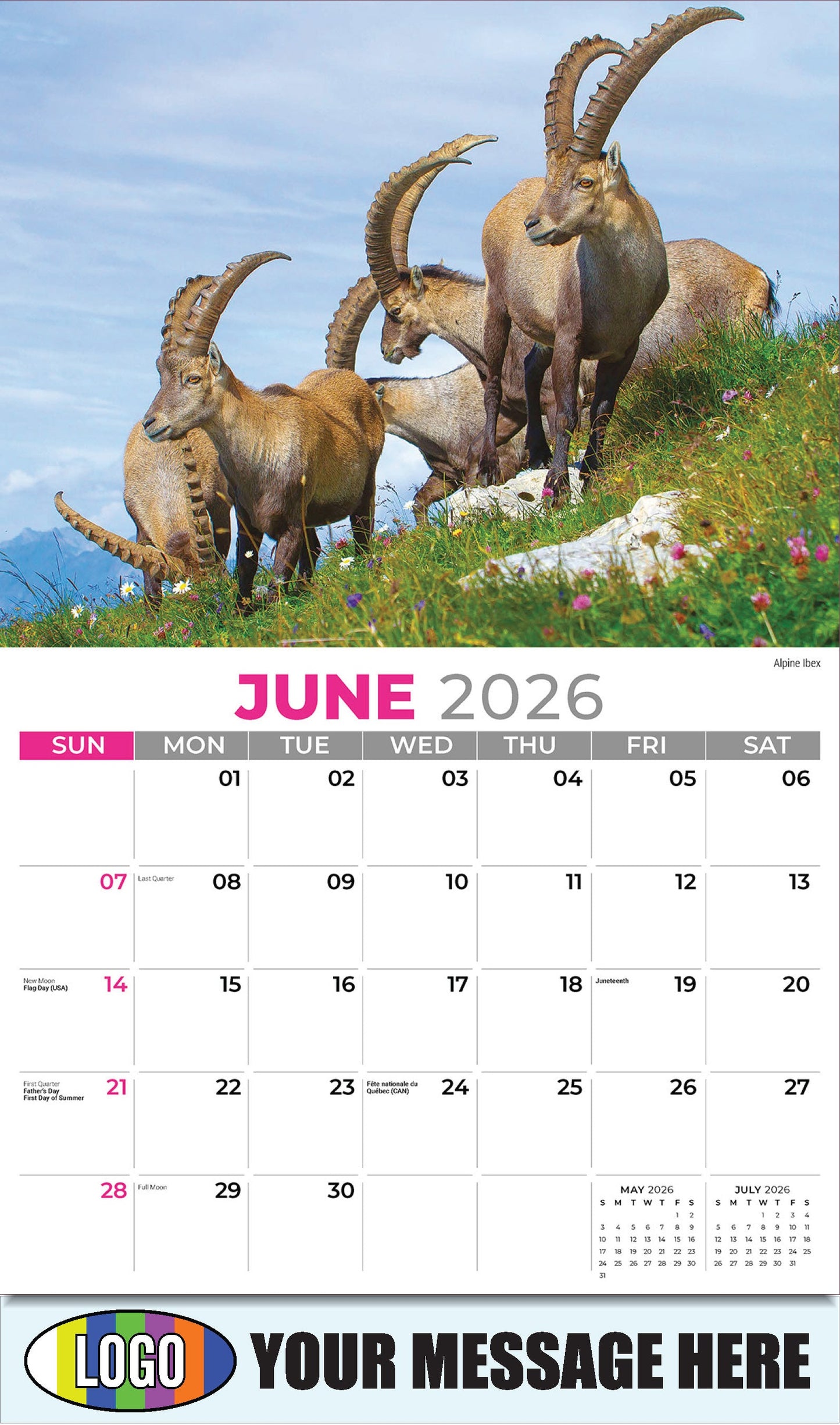 2026 Business Advertising Calendar - International Wildlife - Alpine Ibex - June