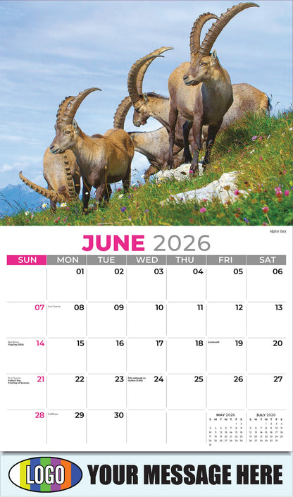 2026 Business Advertising Calendar - International Wildlife - Alpine Ibex - June