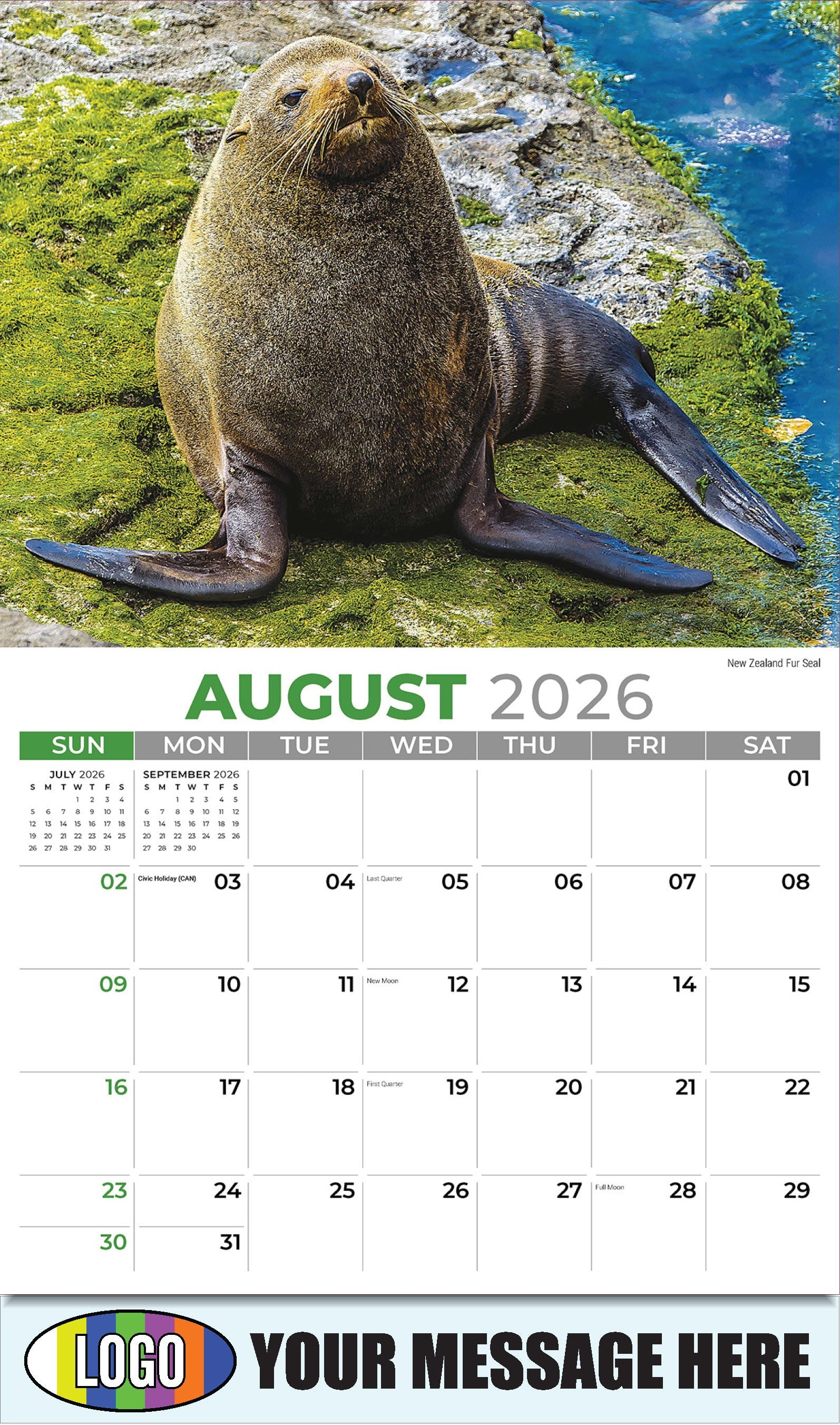 2026 Business Promo Calendar - International Wildlife - New Zealand Fur Seal - August