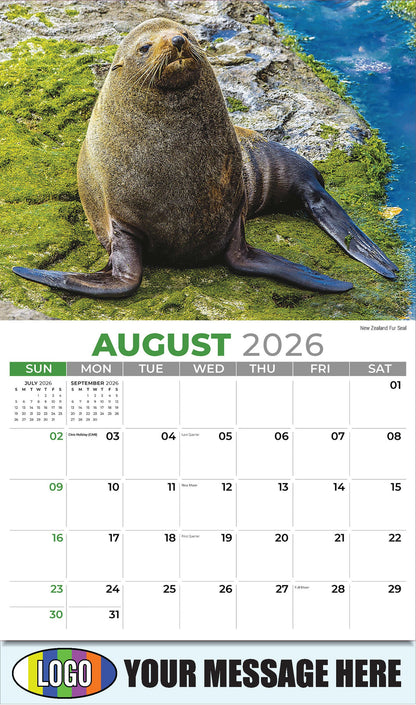 2026 Business Promo Calendar - International Wildlife - New Zealand Fur Seal - August