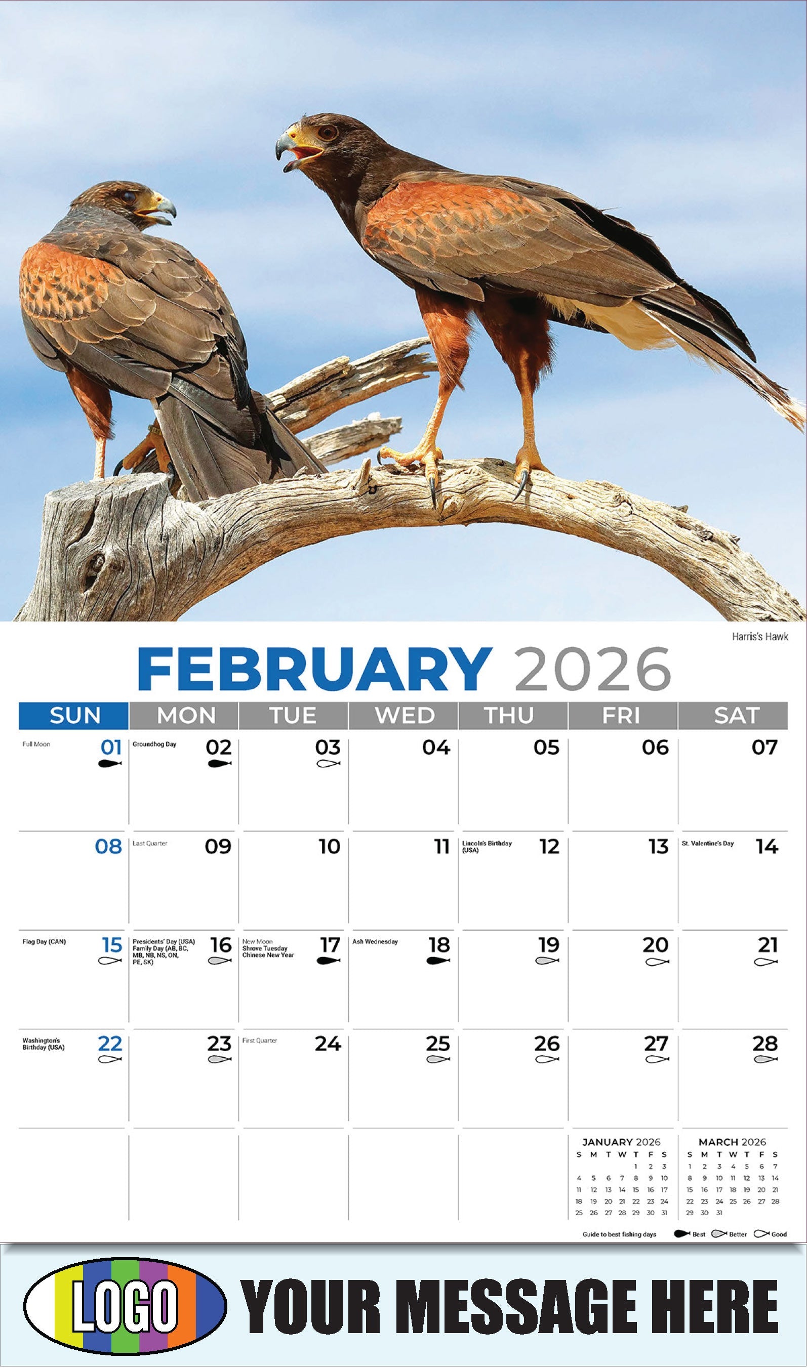 2026 Business Promotional Calendar - North American Wildlife - Harris's Hawk - February