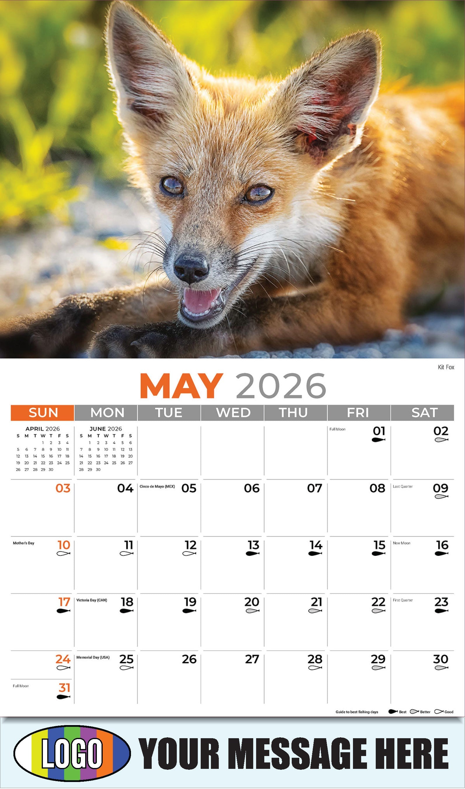 2026 Business Advertising Calendar - North American Wildlife - Kit Fox - May