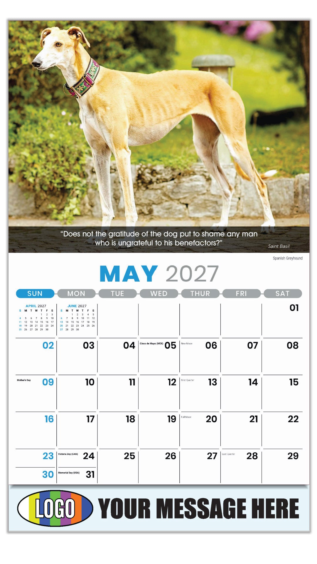 2027 Business Advertising Calendar - Dogs - May - Spanish Greyhound