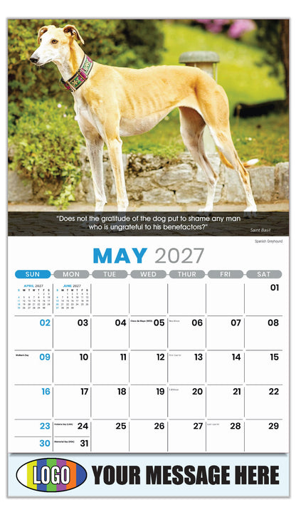 2027 Business Advertising Calendar - Dogs - May - Spanish Greyhound