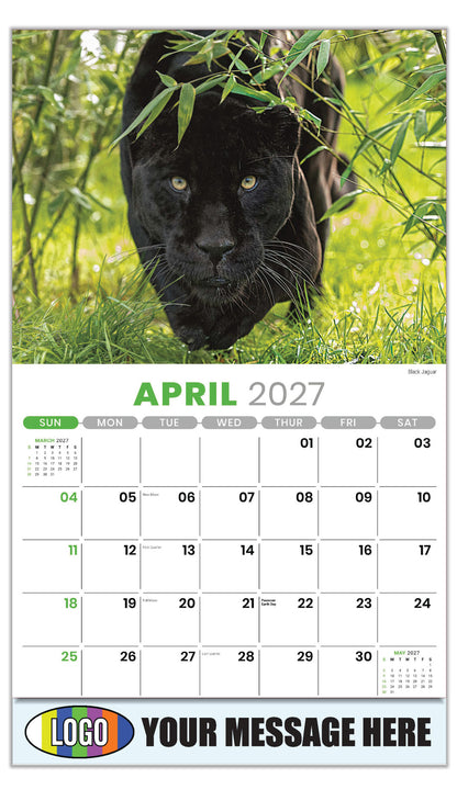 2027 Business Advertising Calendar - International Wildlife - Black Jaguar - April