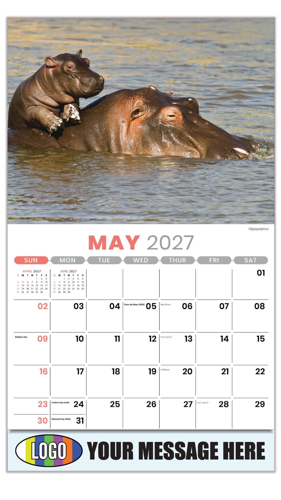 2027 Business Advertising Calendar - International Wildlife - Hippopotamus - May