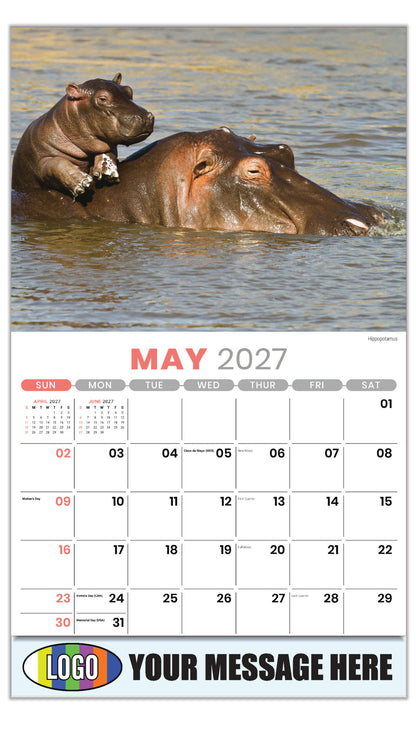 2027 Business Advertising Calendar - International Wildlife - Hippopotamus - May