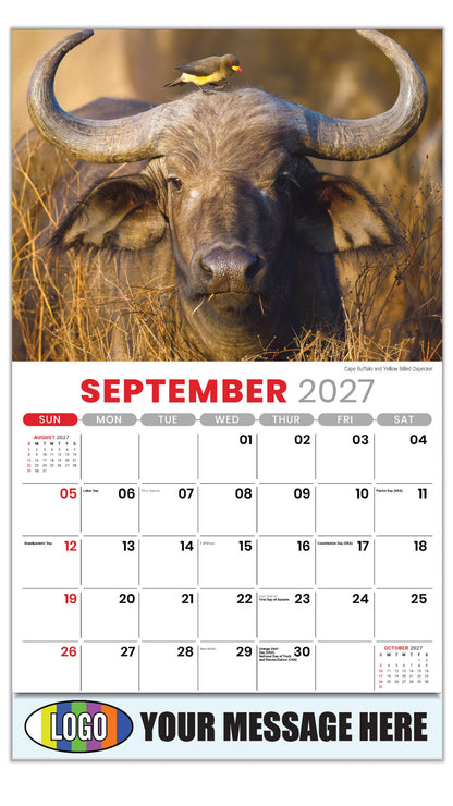 2027 Business Promo Calendar - International Wildlife - Cape Buffalo and Yellow Billed Oxpecker - September