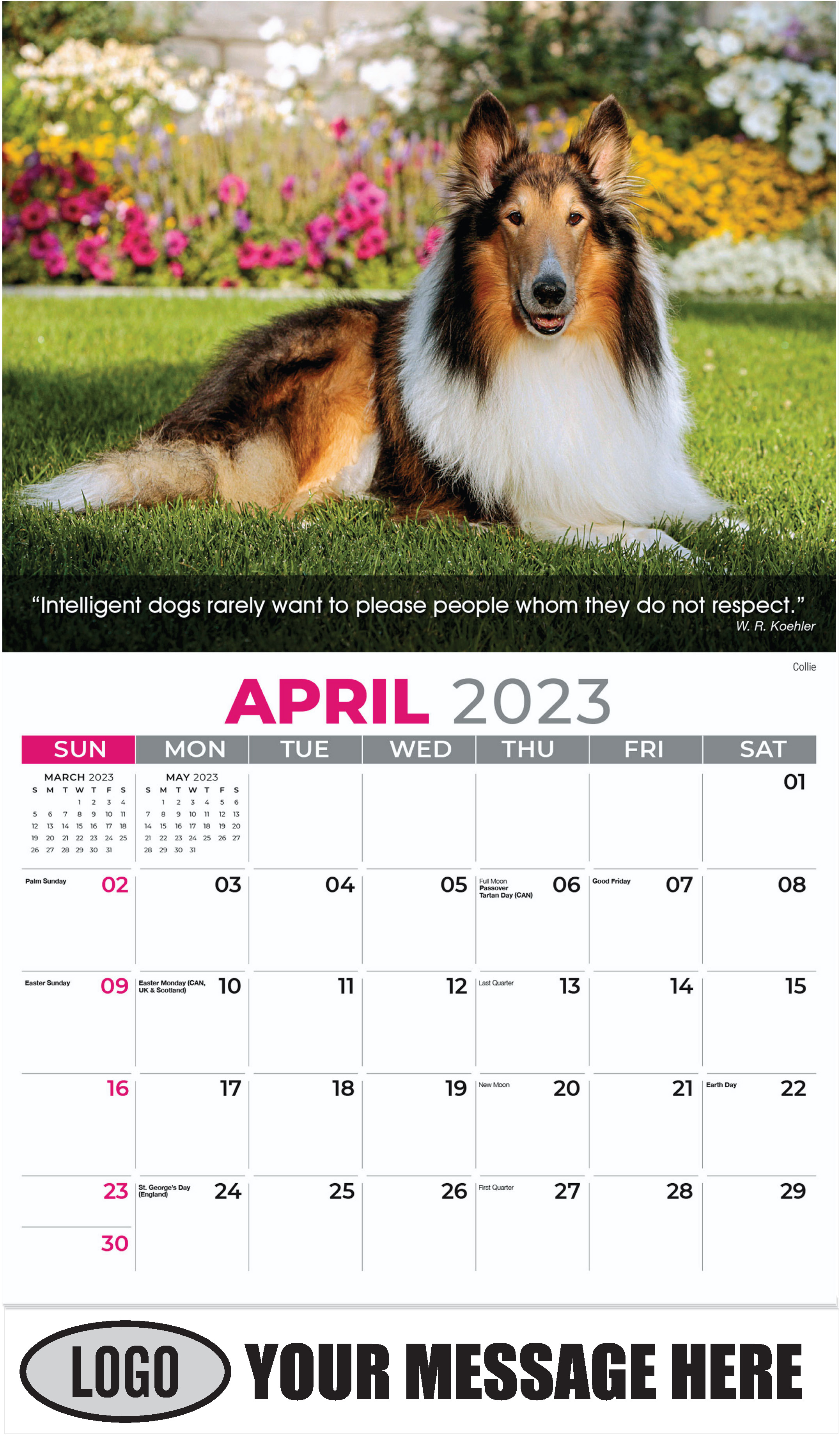 Collie - April - Dogs, ''Man's Best Friends'' 2023 Promotional Calendar