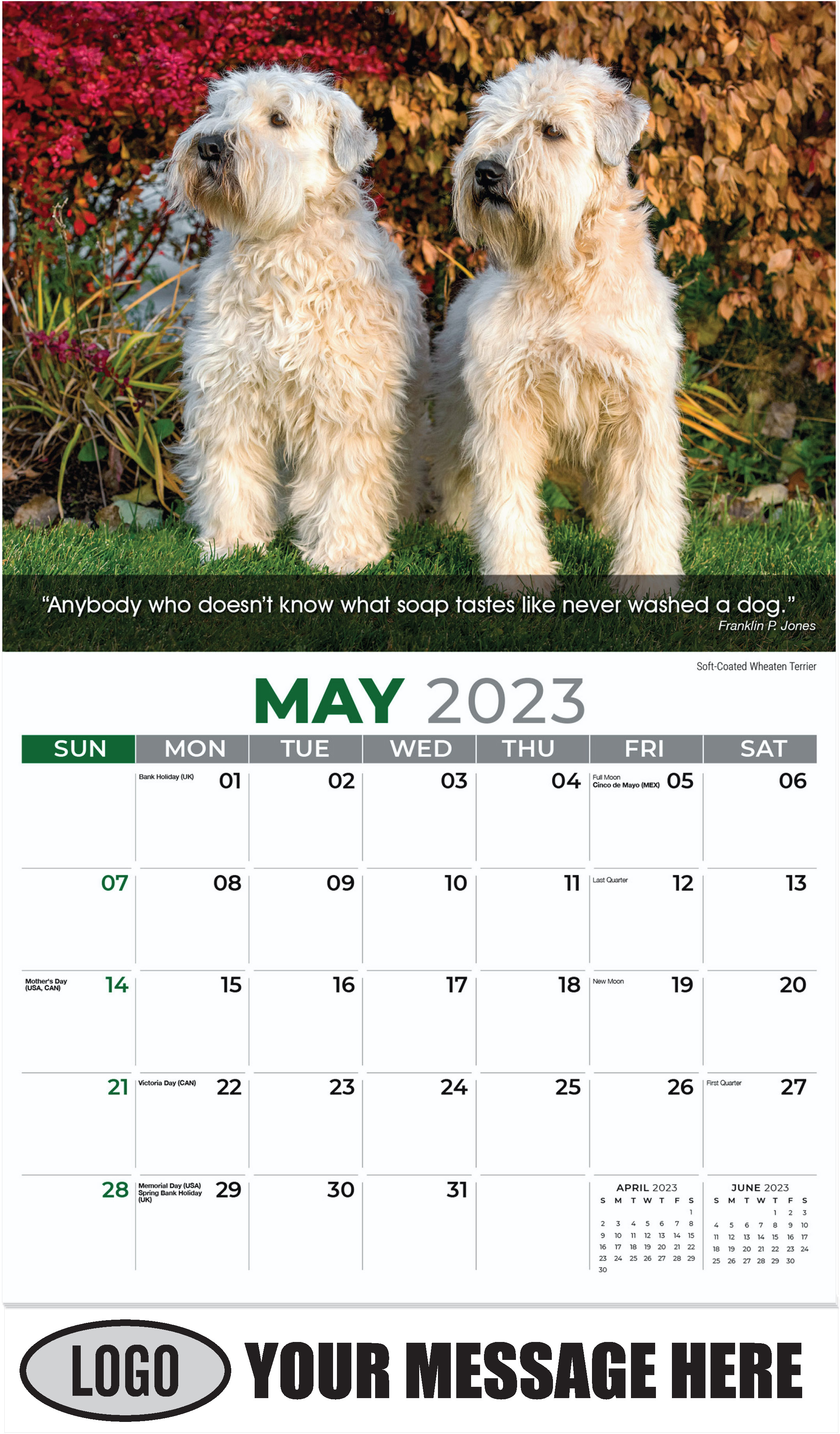 Soft-Coated Wheaten Terrier - May - Dogs, ''Man's Best Friends'' 2023 Promotional Calendar