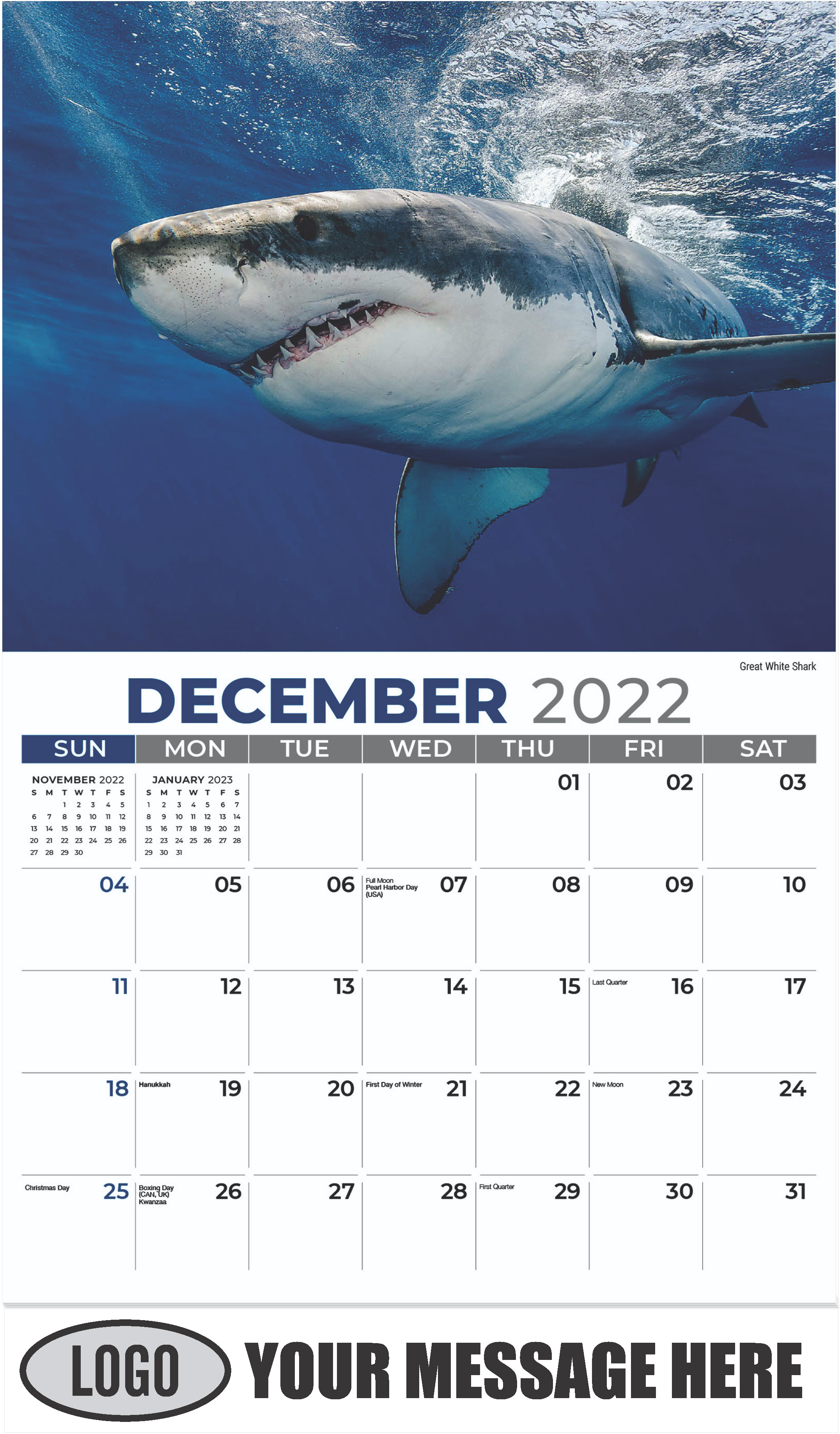 Great White Shark - December 2022 - International Wildlife 2023 Promotional Calendar