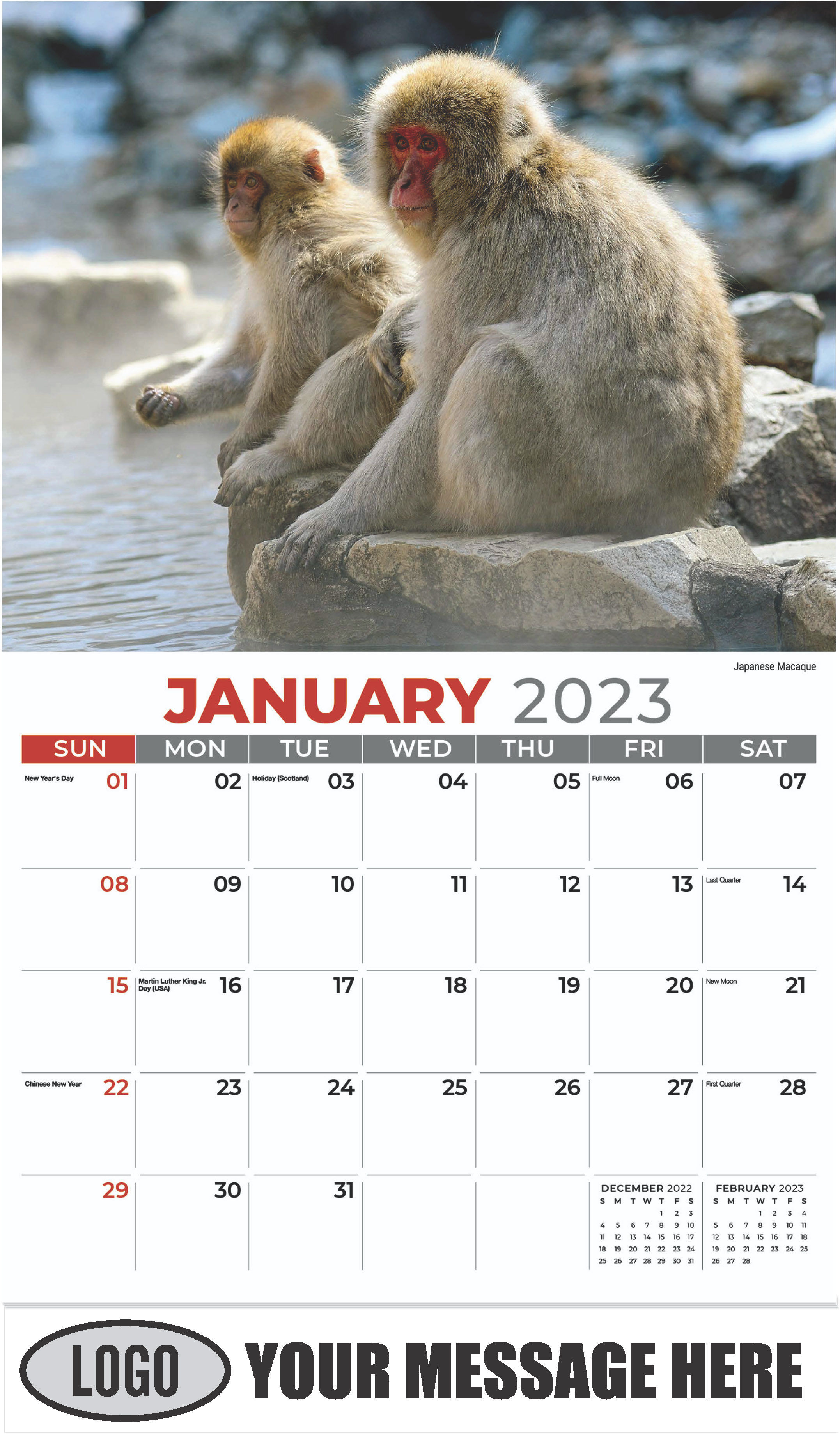 Japanese Macaque - January - International Wildlife 2023 Promotional Calendar