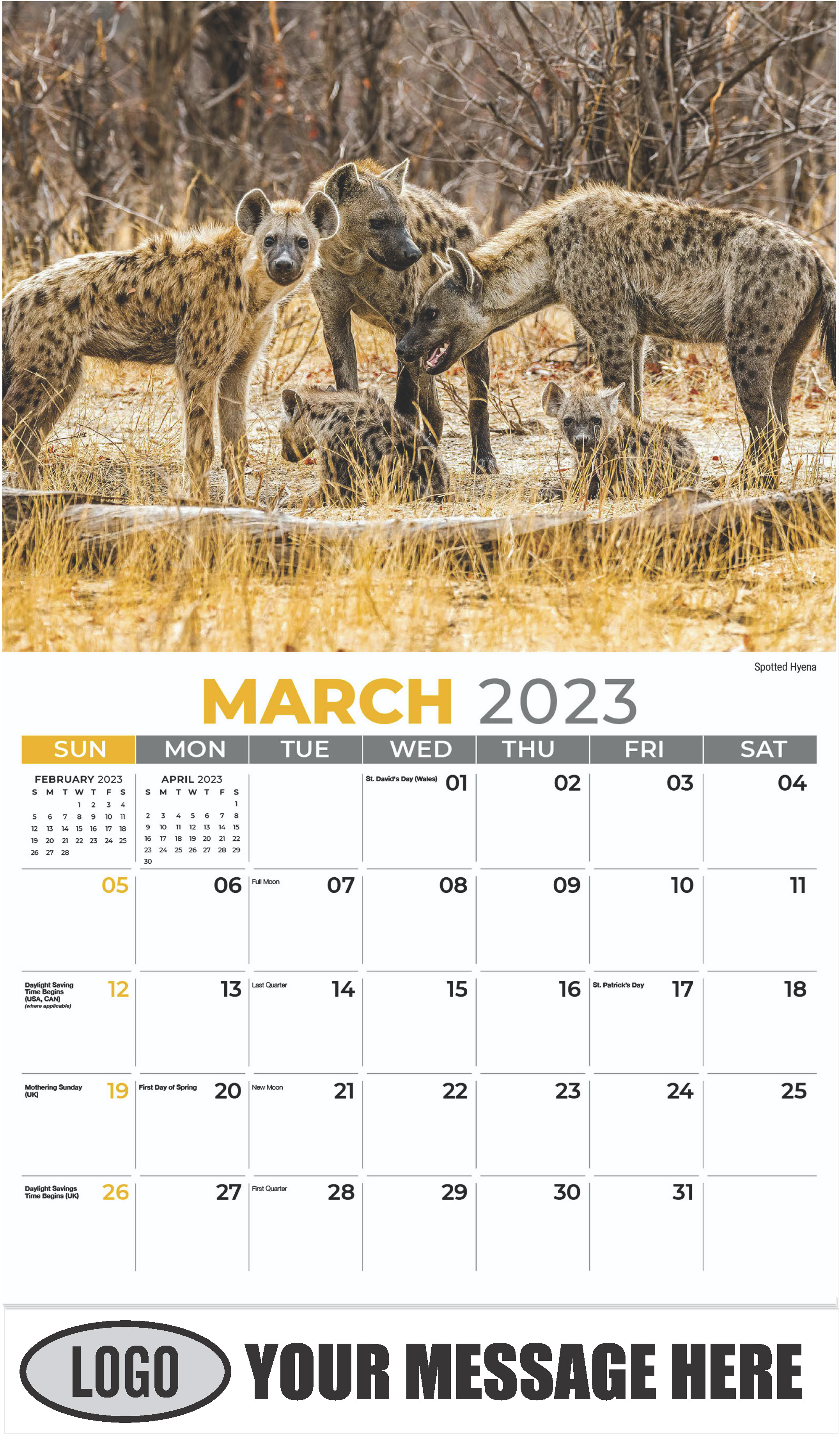 Spotted Hyena - March - International Wildlife 2023 Promotional Calendar