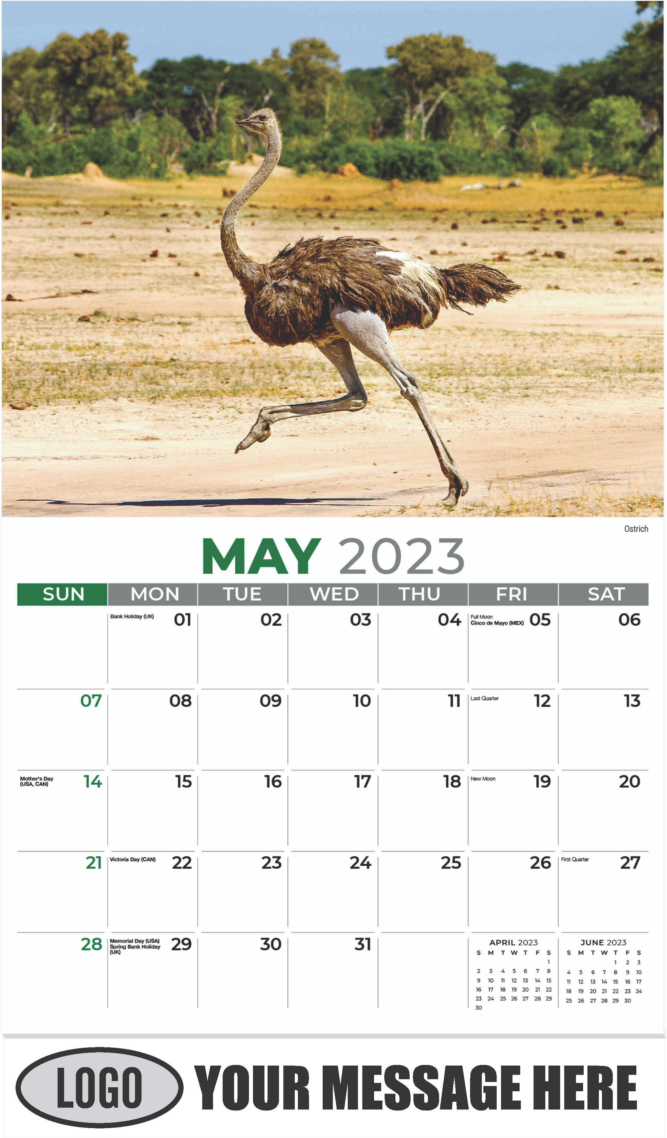 Ostrich - May - International Wildlife 2023 Promotional Calendar