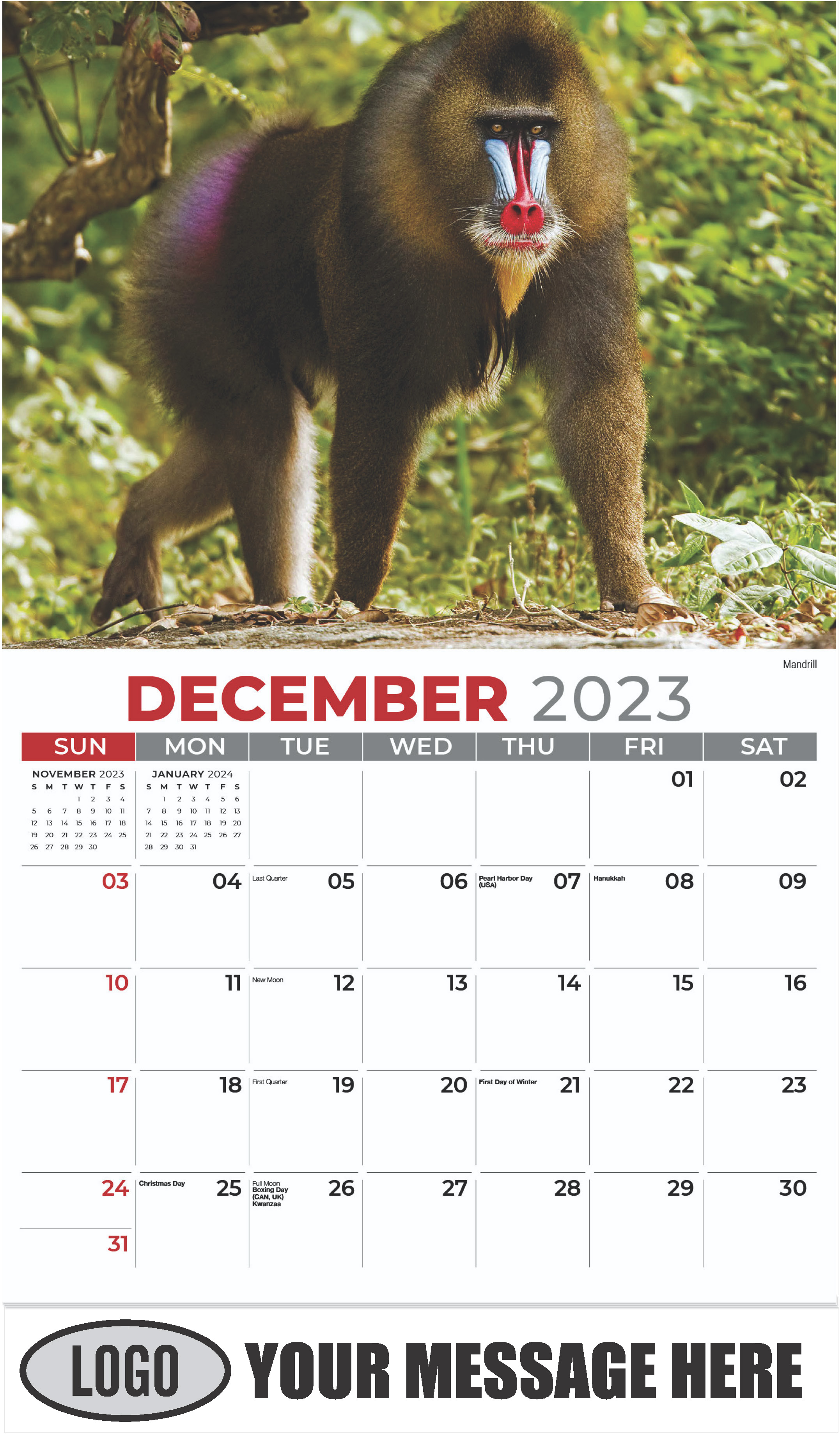 Mandrill - December 2023 - International Wildlife 2023 Promotional Calendar