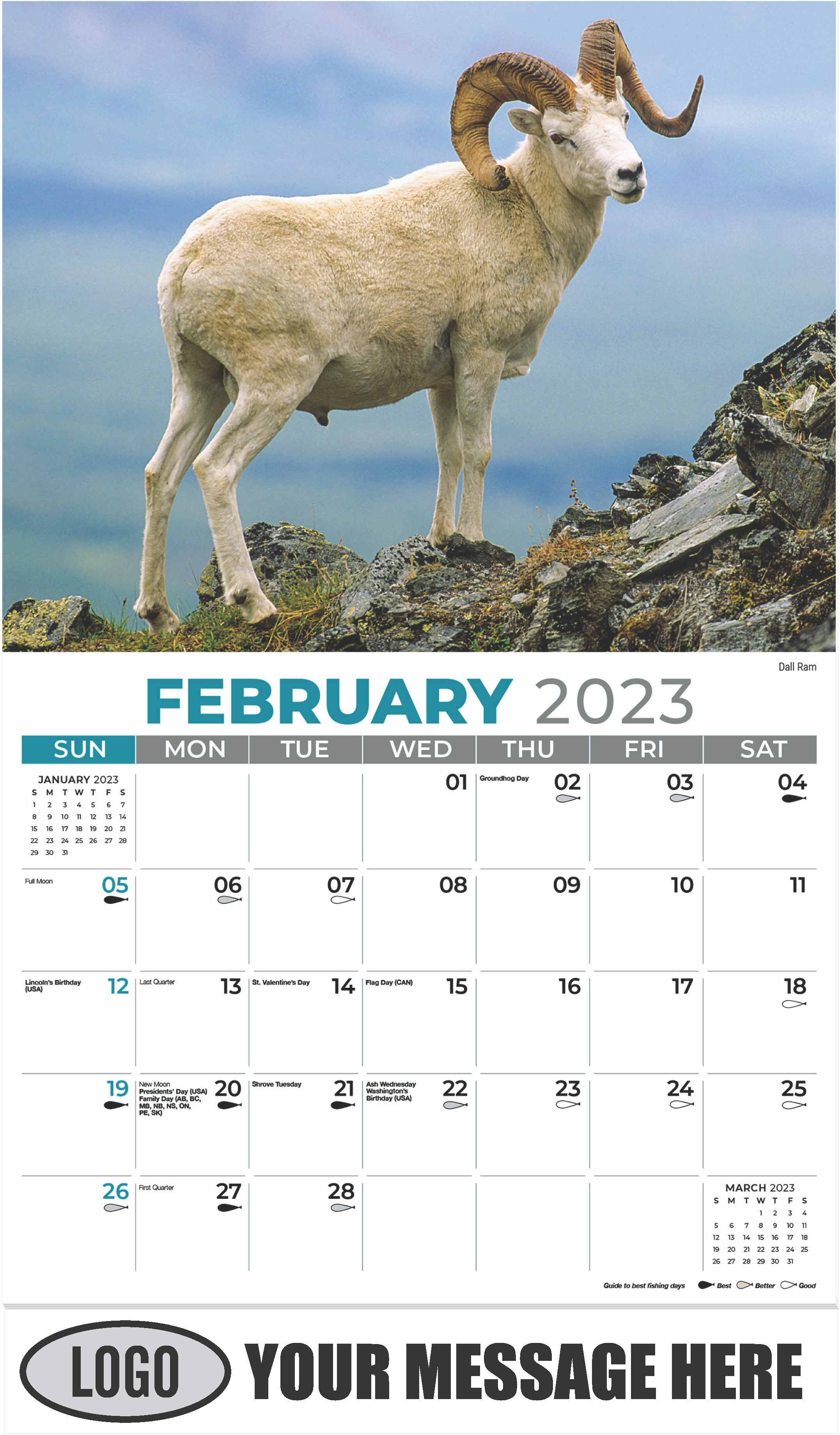 Dall Ram - February - North American Wildlife 2023 Promotional Calendar