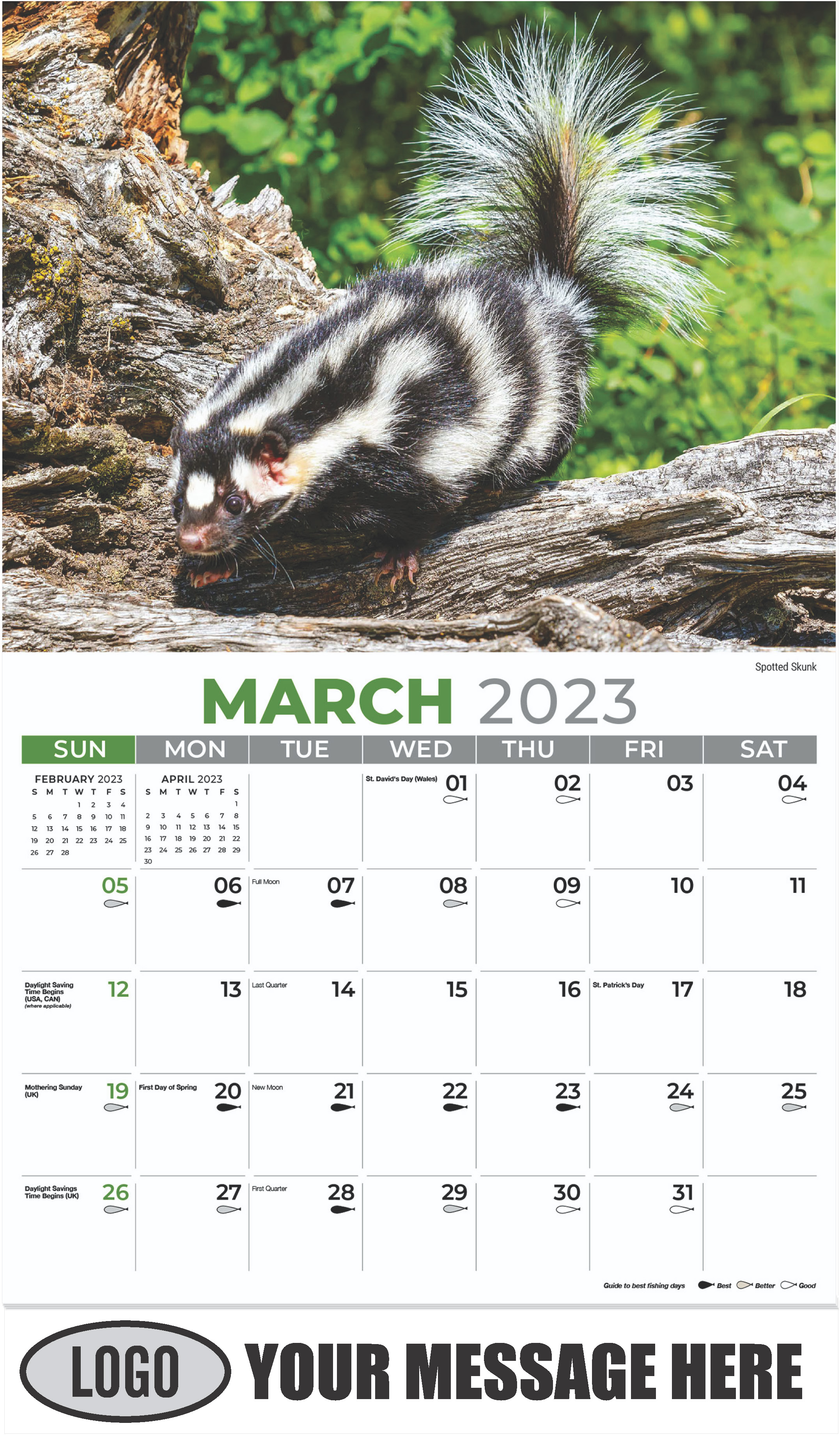 Spotted Skunk - March - North American Wildlife 2023 Promotional Calendar