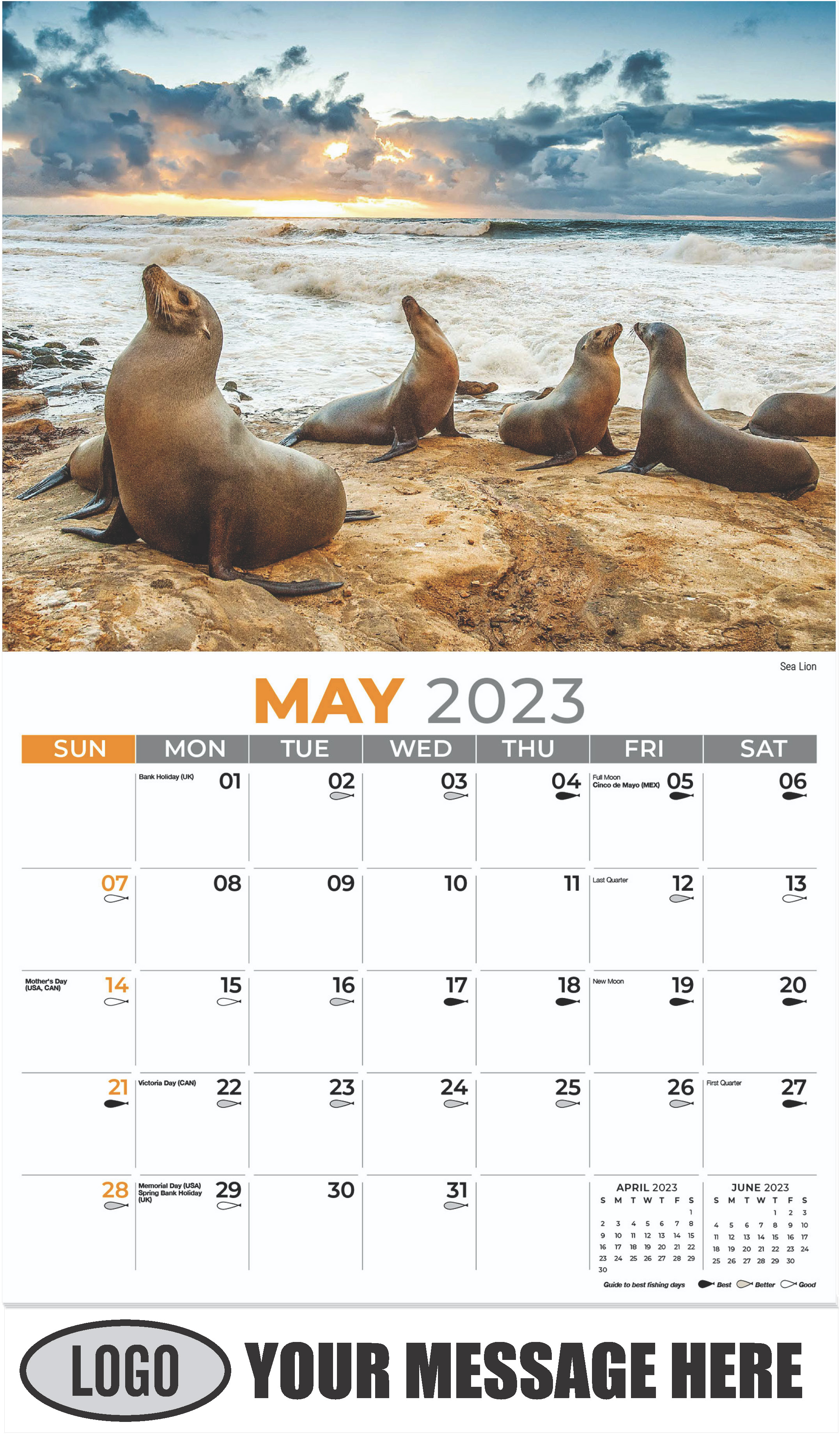 Sea Lion - May - North American Wildlife 2023 Promotional Calendar
