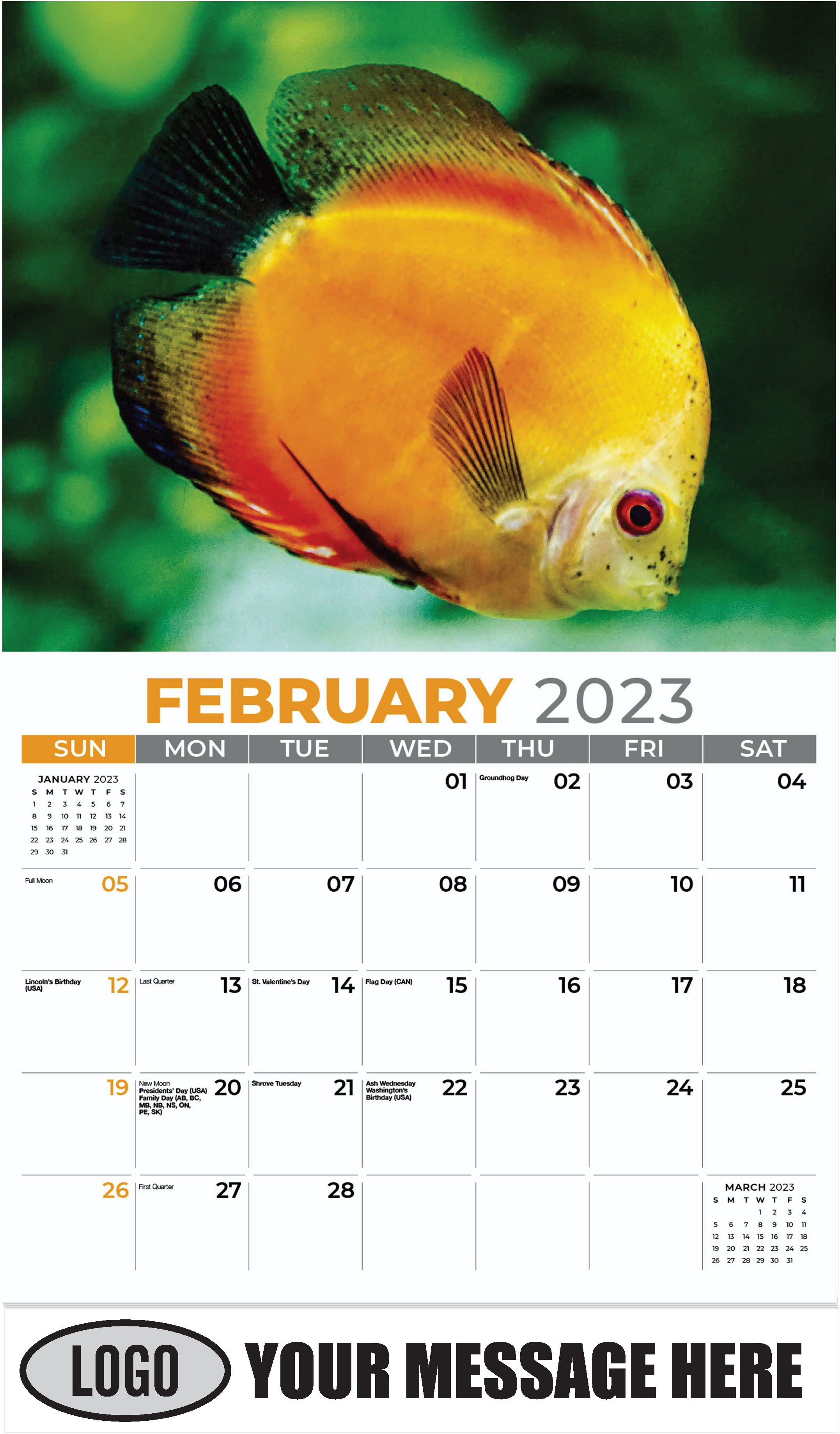 Orange discus fish - February - Pets 2023 Promotional Calendar