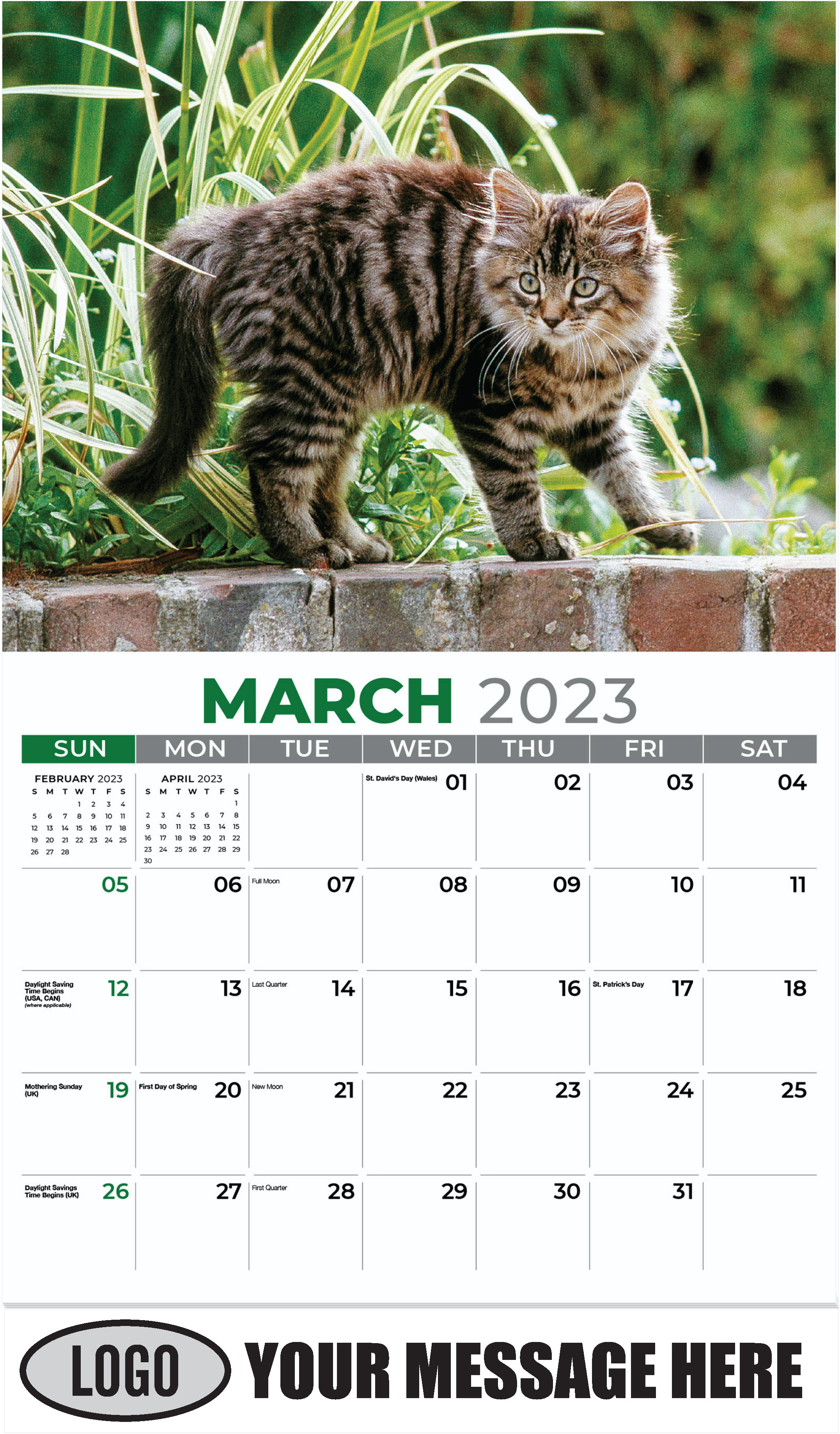 Domestic Cat - March - Pets 2023 Promotional Calendar