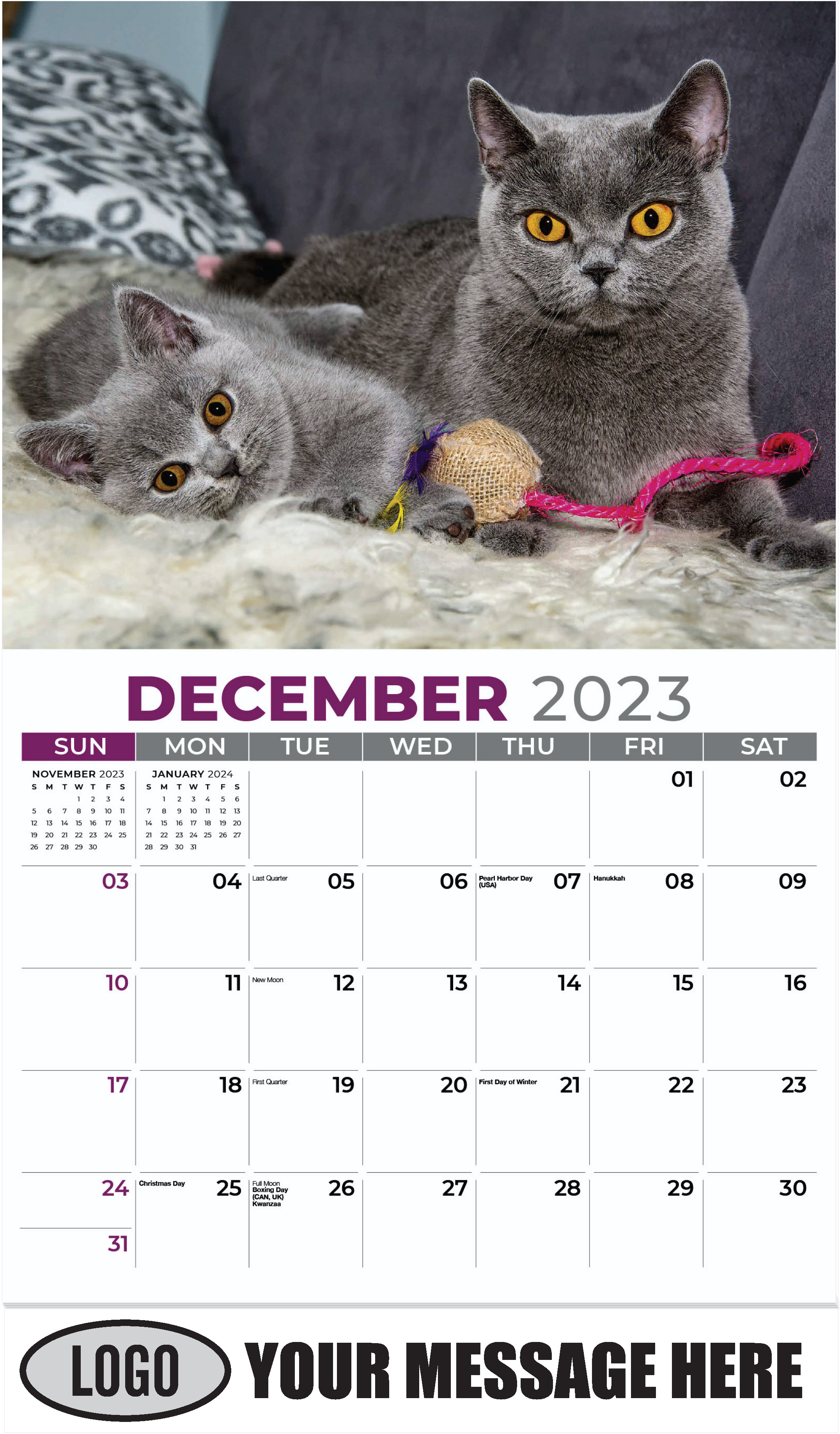 British blue shorthair - December 2023 - Pets 2023 Promotional Calendar