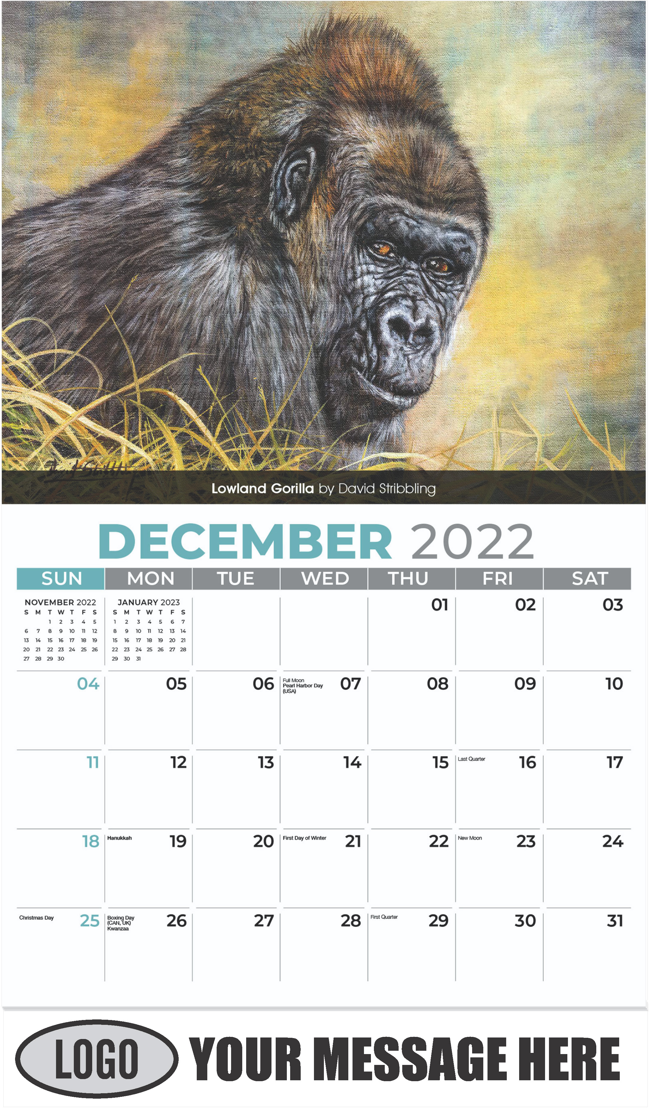 Lowland Gorilla by David Stribbling - December 2022 - Wildlife Portraits 2023 Promotional Calendar